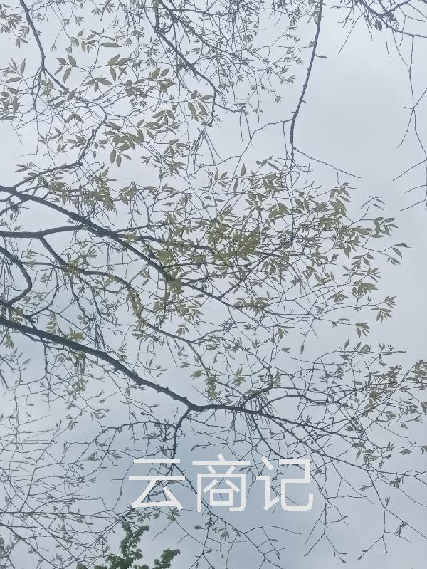 求柏剑司寇沁琦小说免费资源