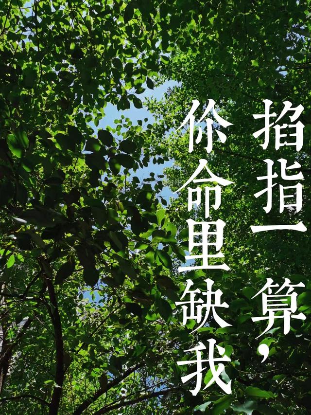 董思言夏哲楠小说《掐指一算，你命里缺我》在线阅读