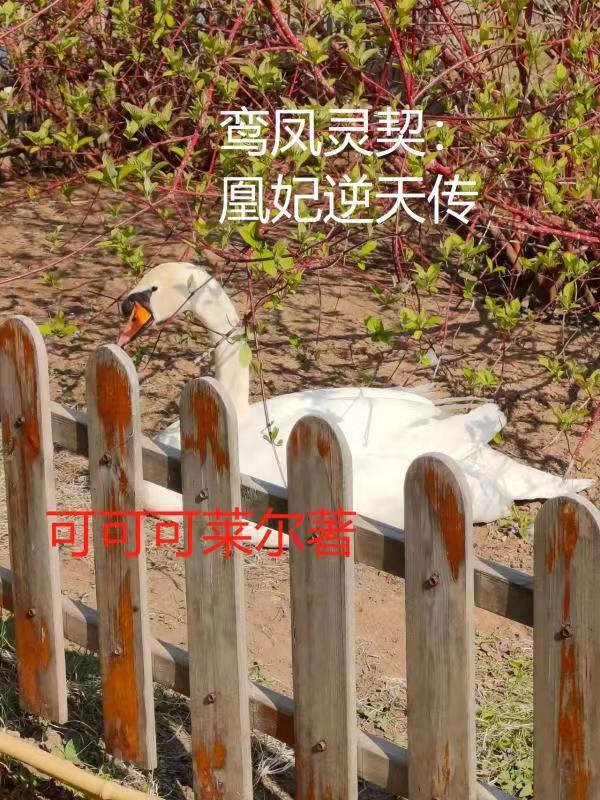 求鸾凤灵契：凰妃逆天传小说免费资源-优文网