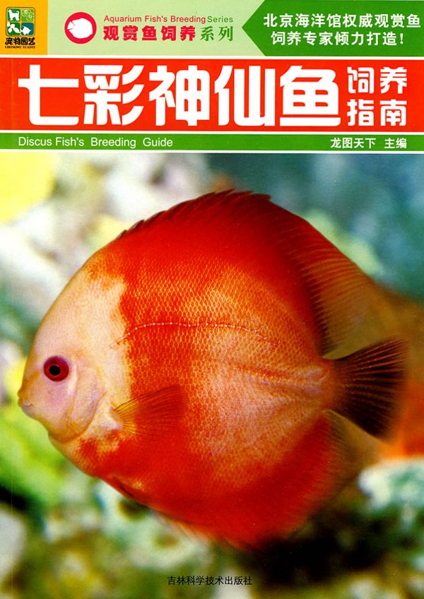 七彩神仙鱼饲养指南