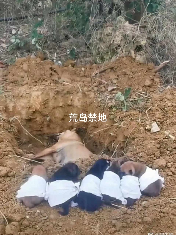 主角李旭旭哥小说荒岛禁地免费阅读