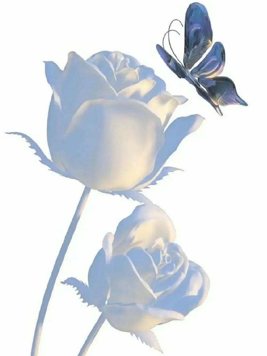 山茶花与白玫瑰