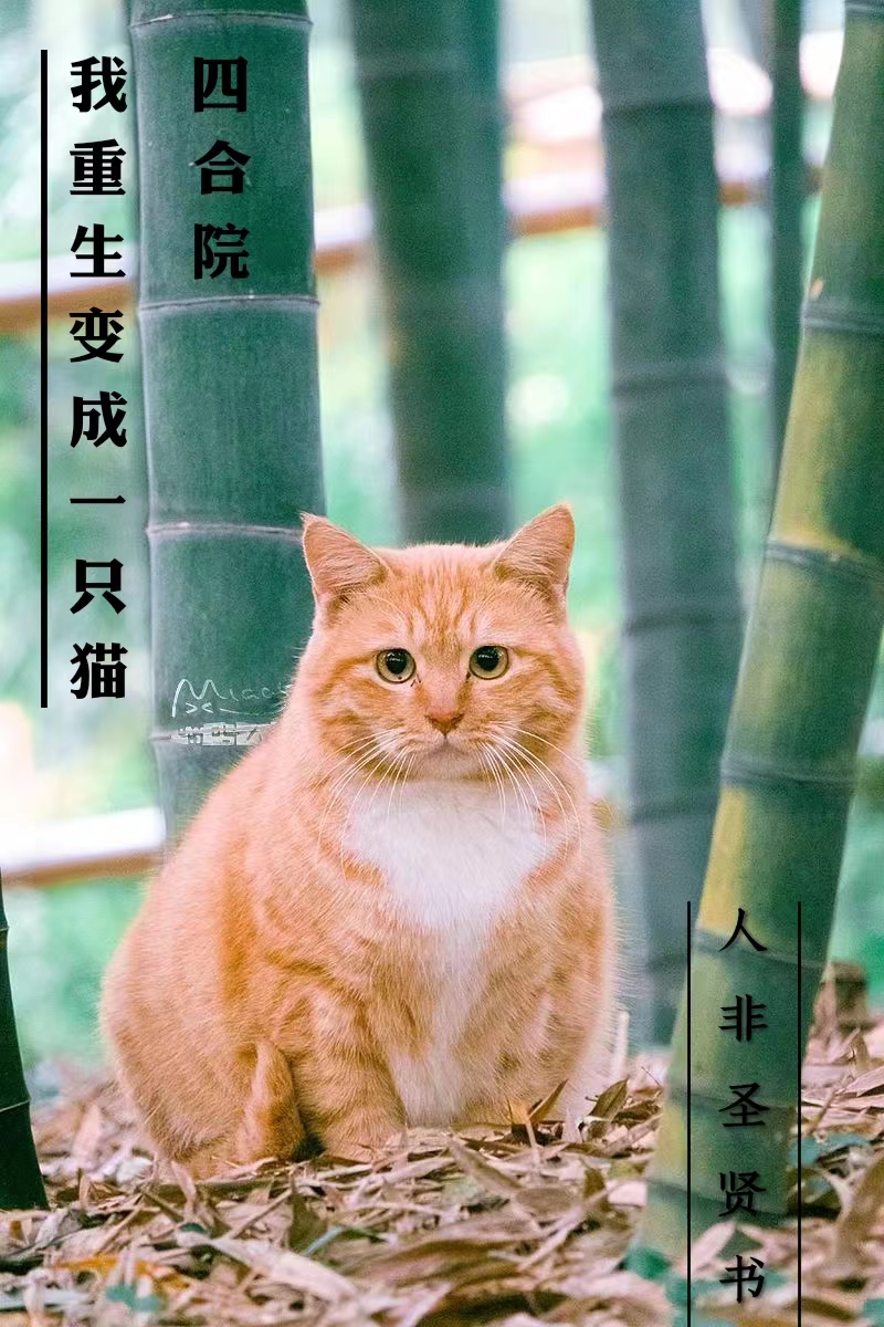 四合院我重生變成一隻貓