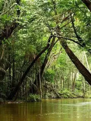亚马逊丛林探险