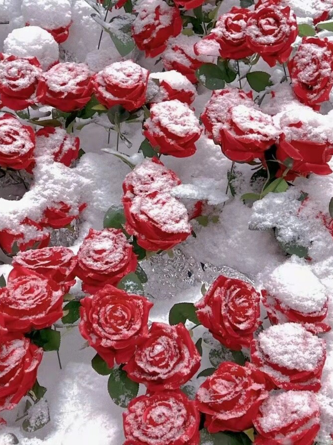 雪地种玫瑰