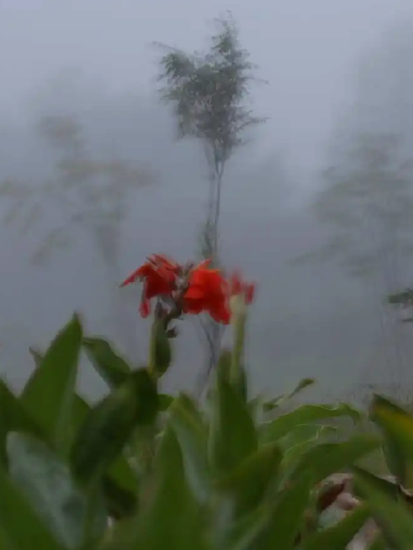 雾中的花