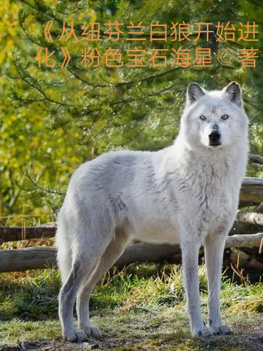 从纽芬兰白狼开始进化