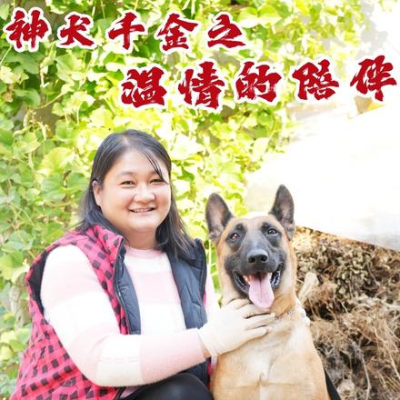 神犬千金之温情的陪伴封面图