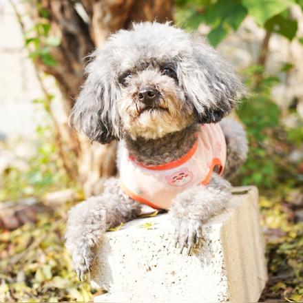 神犬锤锤之惊魂援救