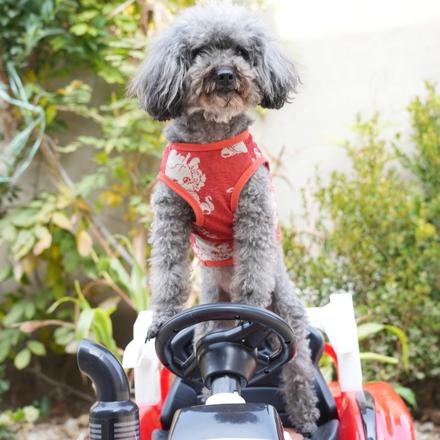 神犬锤锤之温情的陪伴封面图