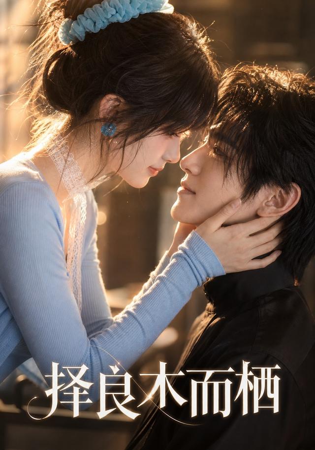 择良木而栖 cover