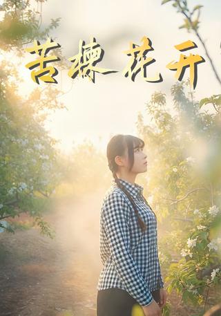 苦楝花开