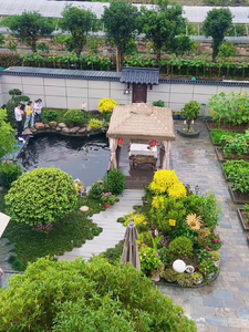 马上飞升 cover
