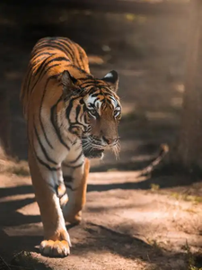 Legendary Star Tiger Power cover