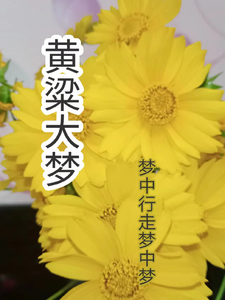 黄梁大梦 cover
